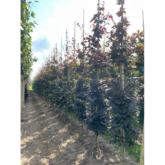 Bok -Fagus sylvatica 'Atropunicea' - Stammens omkrets 14-16 cm, höjd 3,5-4 meter, GEV COCO